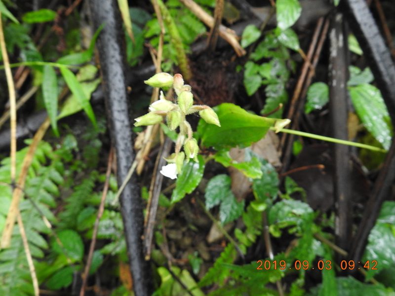 Odontochilus brevistylis, photographed by fagushayata