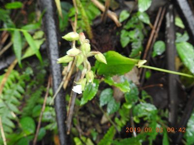 Odontochilus brevistylis, photographed by fagushayata