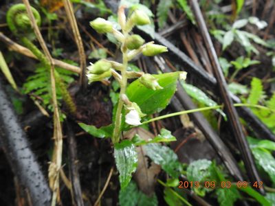 Odontochilus brevistylis, photographed by fagushayata