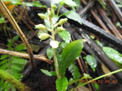 Odontochilus brevistylis, photographed by fagushayata