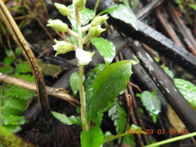 Odontochilus brevistylis, photographed by fagushayata
