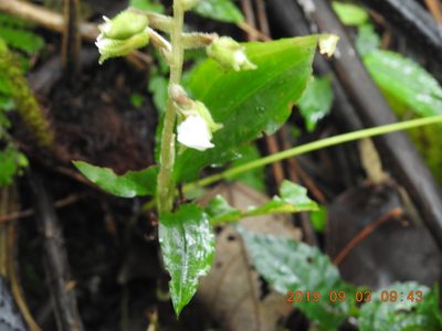 Odontochilus brevistylis, photographed by fagushayata