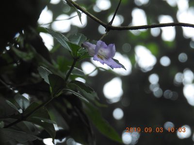 Lysionotus pauciflorus, photographed by fagushayata