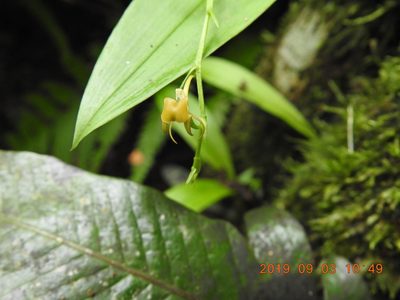 Liparis bootanensis, photographed by fagushayata