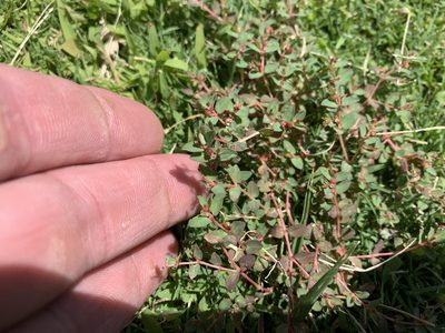 Euphorbia vermiculata, photographed by CK2AZ