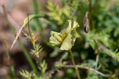 Lotononis prostrata, photographed by magriet b