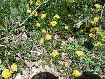 Cymopterus alpinus, photographed by Thomas Koffel