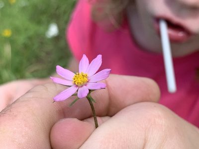 Cosmos parviflorus, photographed by CK2AZ