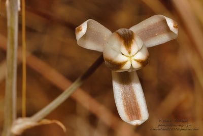 Albuca kirkii, photographed by i_c_riddell