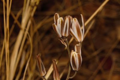 Albuca kirkii, photographed by i_c_riddell