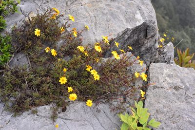 Tagetes moorei, photographed by Alan Rockefeller