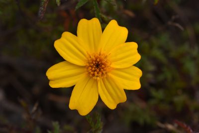 Tagetes moorei, photographed by Alan Rockefeller
