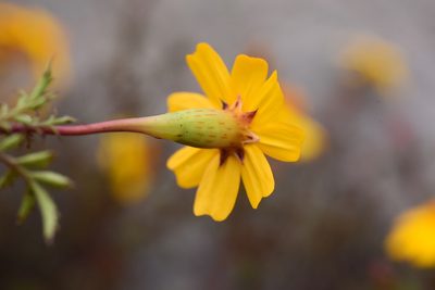Tagetes moorei, photographed by Alan Rockefeller