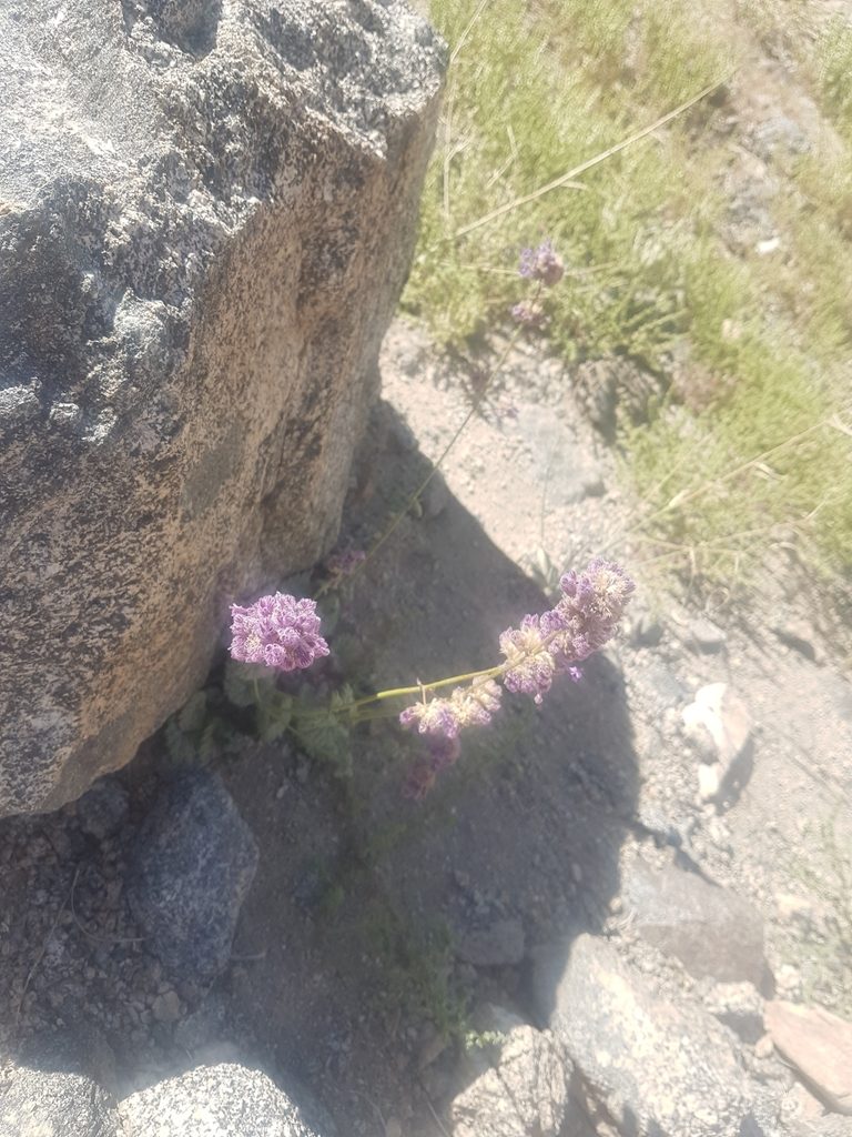 Nepeta floccosa, photographed by liam1294