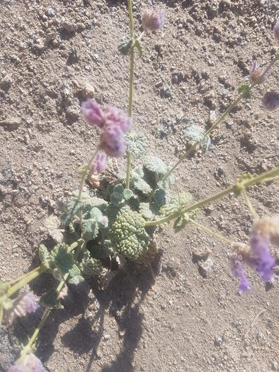 Nepeta floccosa, photographed by liam1294