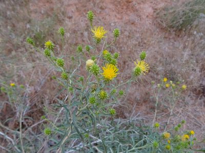 Chrysothamnus stylosus, photographed by Thomas Koffel