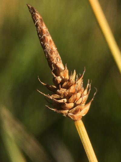 Carex capitata, photographed by Matt Berger