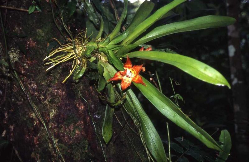 Huntleya burtii, photographed by Simon Tonge