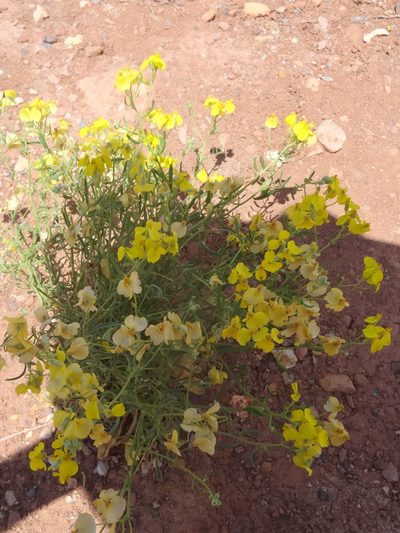 Psilostrophe sparsiflora, photographed by Thomas Koffel