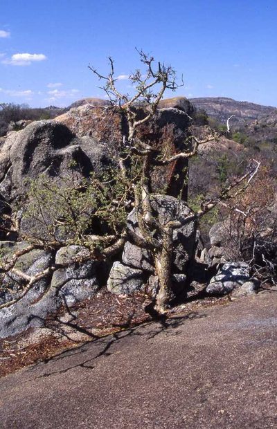 Commiphora marlothii, photographed by Simon Tonge