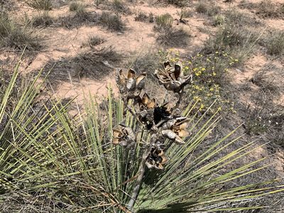 Yucca campestris, photographed by CK2AZ