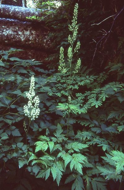 Actaea laciniata, photographed by Ed Alverson