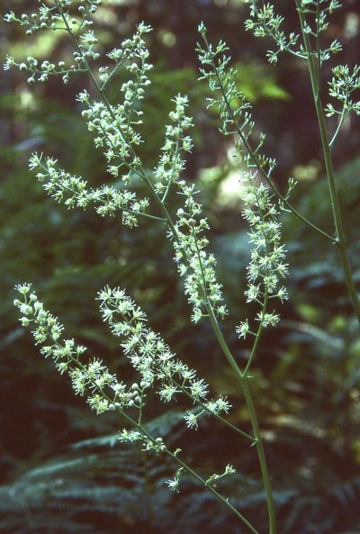 Actaea laciniata, photographed by Ed Alverson