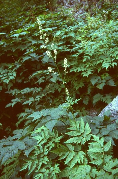 Actaea laciniata, photographed by Ed Alverson