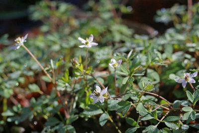 Enemion stipitatum, photographed by Ed Alverson