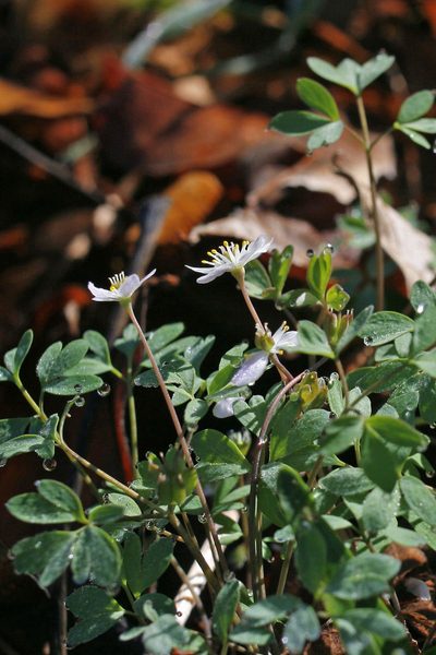 Enemion stipitatum, photographed by Ed Alverson