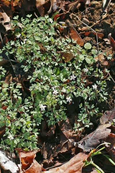 Enemion stipitatum, photographed by Ed Alverson