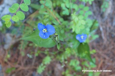 Commelina tuberosa, photographed by ELOYJIMENEZ13