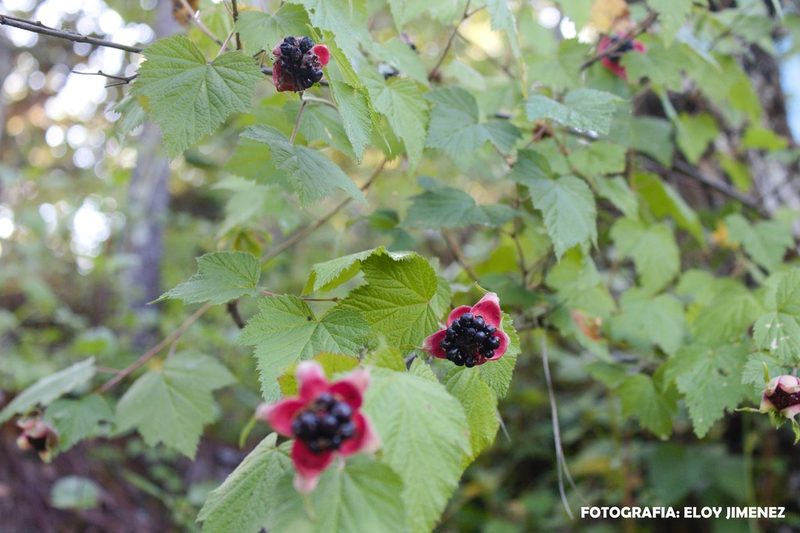 Rubus trilobus, photographed by ELOYJIMENEZ13