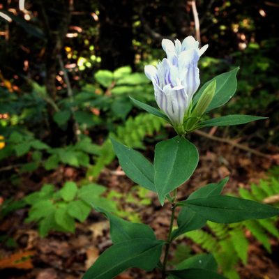 Gentiana decora, photographed by Jonny Gray