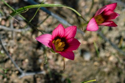 Romulea hirsuta, photographed by magriet b