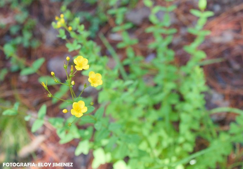 Linum mexicanum, photographed by ELOYJIMENEZ13