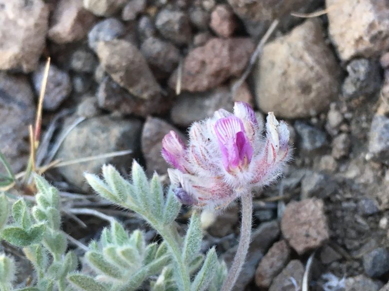 Astragalus austiniae, photographed by Matt Berger