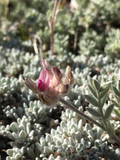 Astragalus austiniae, photographed by Matt Berger