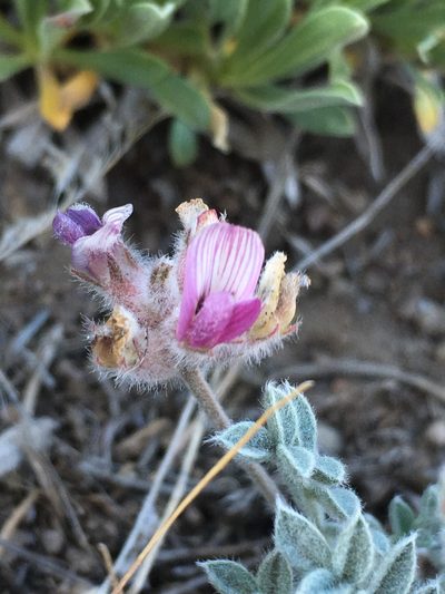 Astragalus austiniae, photographed by Matt Berger