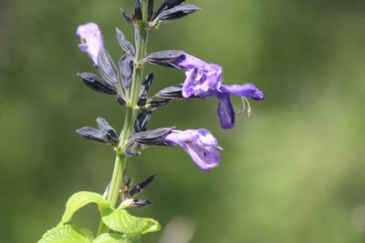 Salvia mexicana, photographed by José Belem Hernández Díaz