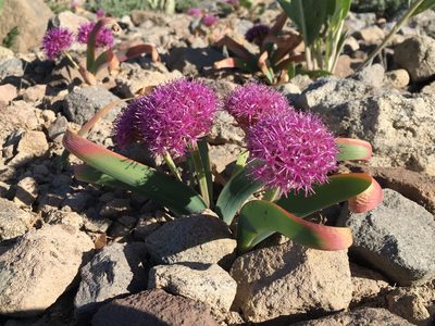 Allium platycaule, photographed by Matt Berger