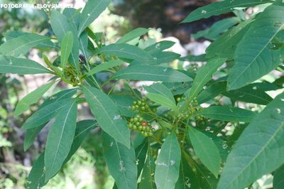 Solanum pubigerum, photographed by ELOYJIMENEZ13