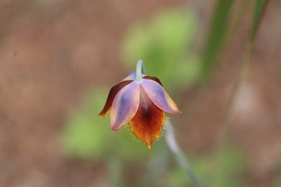 Calochortus barbatus, photographed by José Belem Hernández Díaz