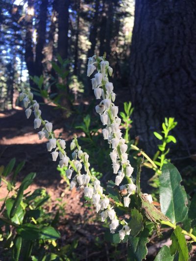 Leucothoe davisiae, photographed by Matt Berger