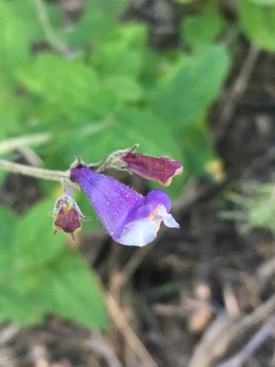 Penstemon personatus, photographed by Matt Berger