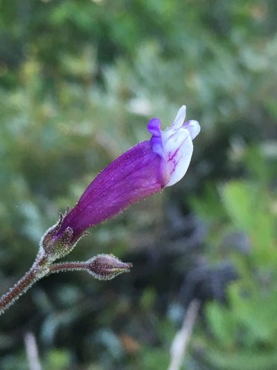Penstemon personatus, photographed by Matt Berger