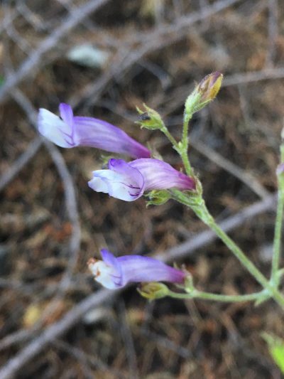 Penstemon personatus, photographed by Matt Berger