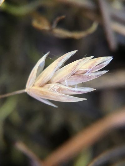 Poa sierrae, photographed by Matt Berger