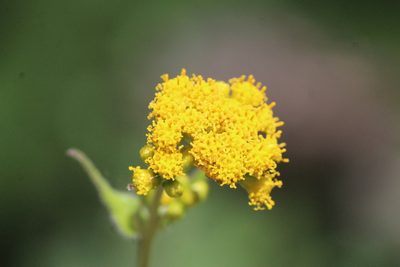 Alloispermum scabrum, photographed by José Belem Hernández Díaz