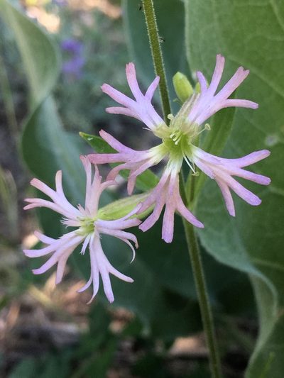 Silene occidentalis, photographed by Matt Berger
